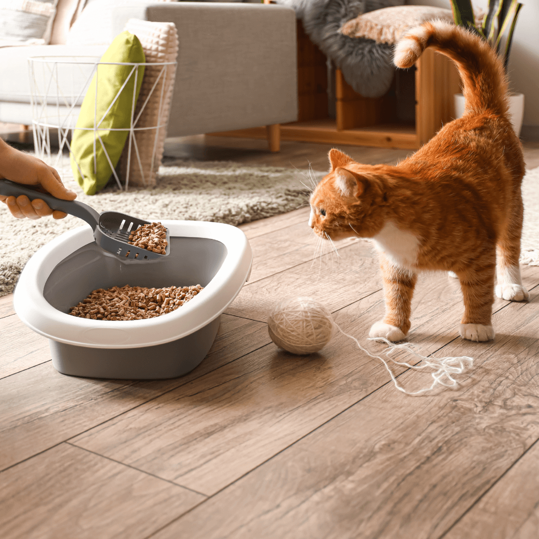 L'Accueil Félin : 5 Étapes Clés pour Introduire un Nouveau Chat dans votre Foyer