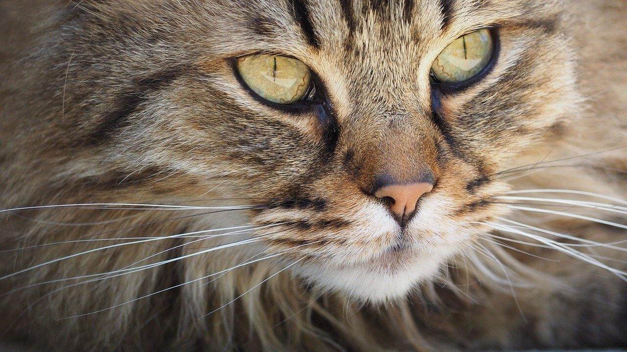 Les chats voient-ils les couleurs ? - Catsafe'shop - protection pour balcon -