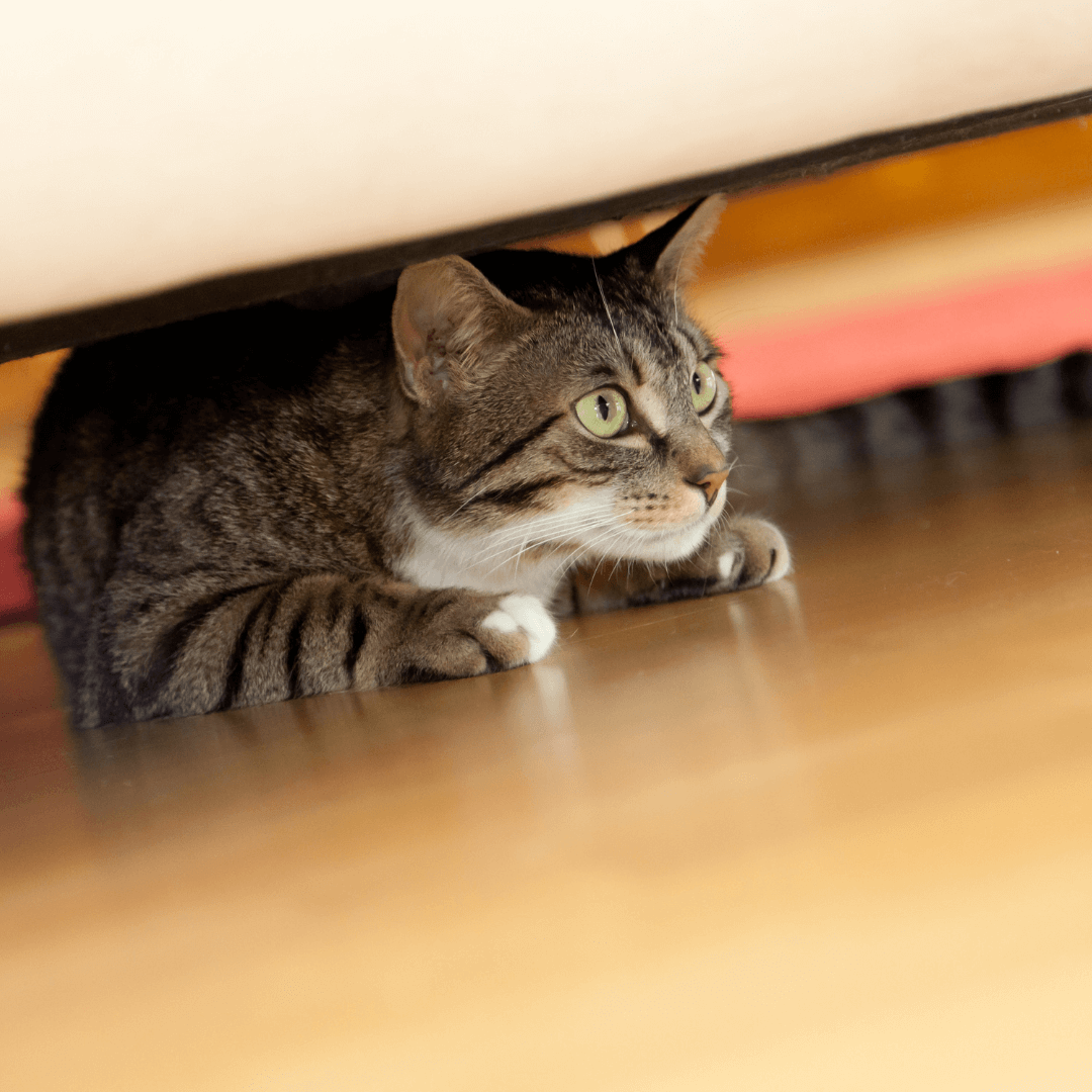 Les signes d'anxiété chez le chat et comment y remédier