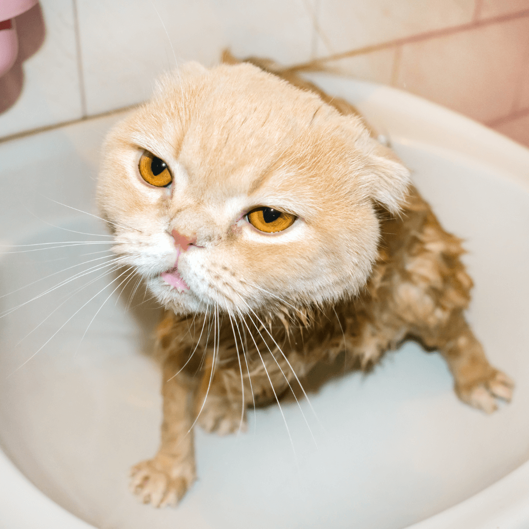 La bonne manière de toiletter votre chat