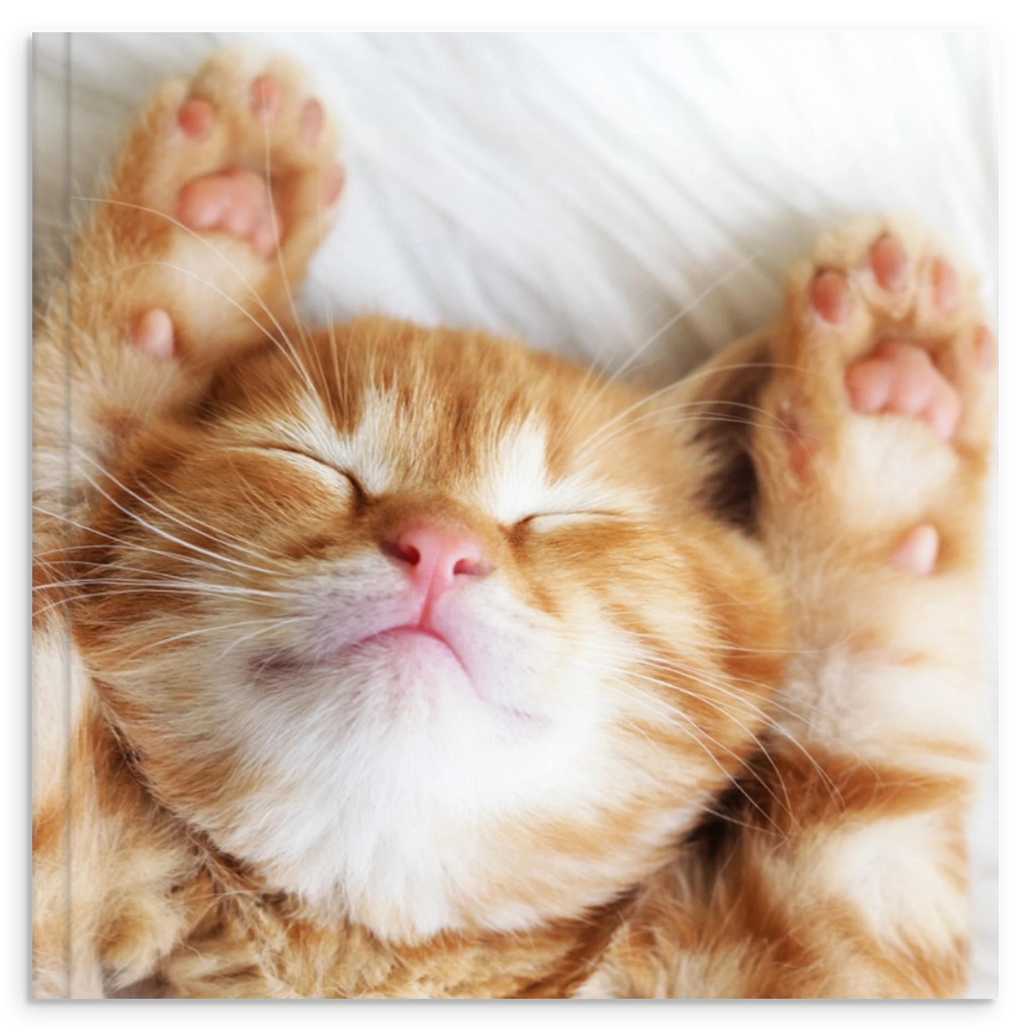 6003e97f-b538-415f-97b8-eede0f3f6350