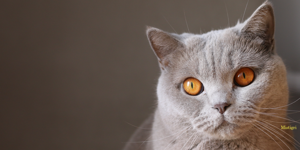 Catsafe'Shop - La protection des balcons par le refus d'obstacle