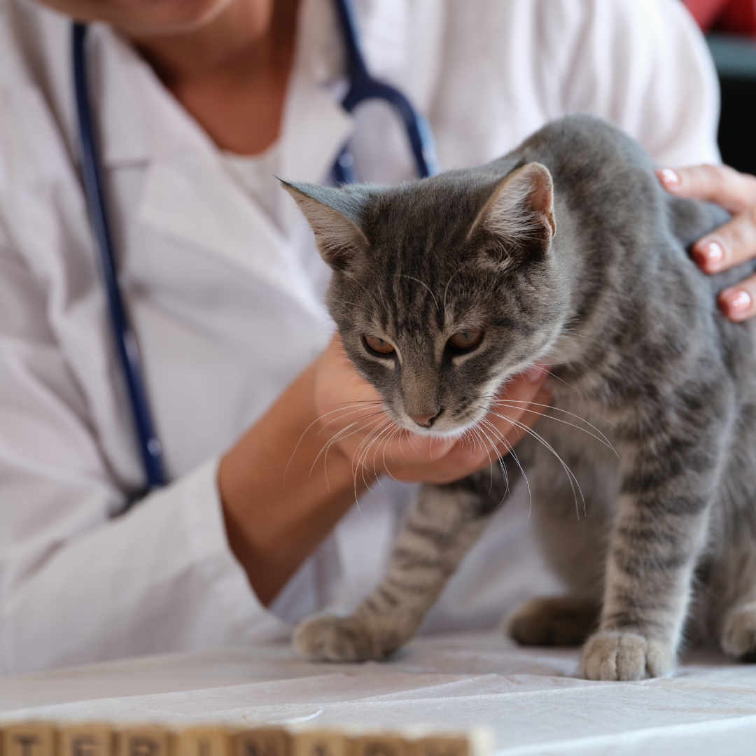 Les maladies courantes chez le chat et comment les prévenir