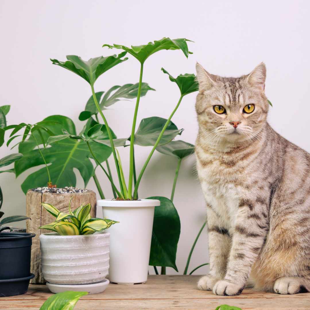 Les plantes d'intérieur sans danger pour les chats