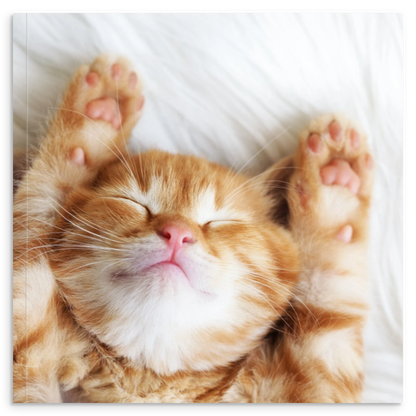 310146b4-d92e-433f-a73a-3dce7c138585