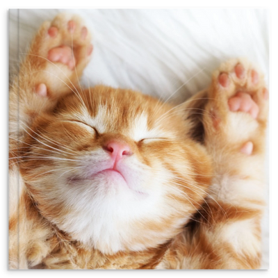 6003e97f-b538-415f-97b8-eede0f3f6350